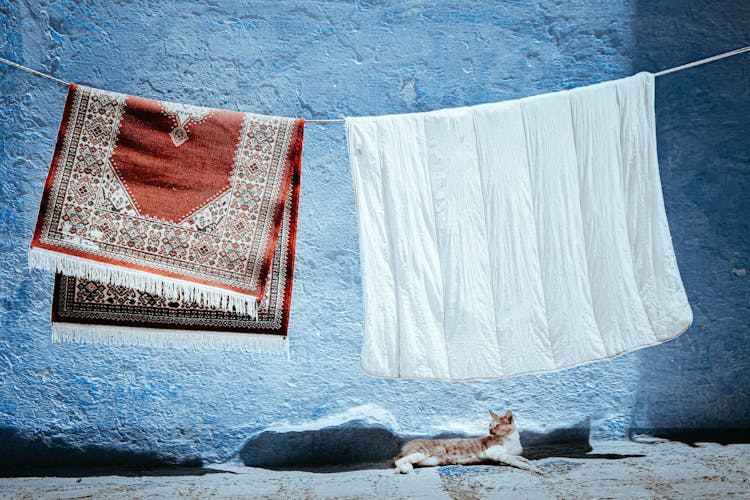 Cat Lying Down Under Fabric And Carpet On String