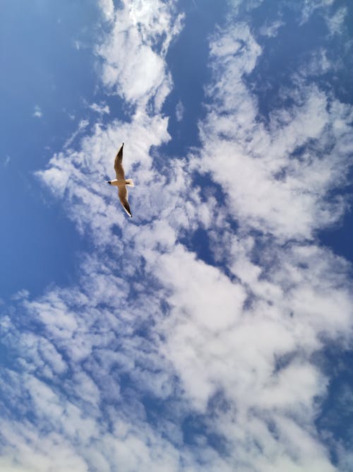Základová fotografie zdarma na téma bílé mraky, fotografie ptáků, létání ptáků