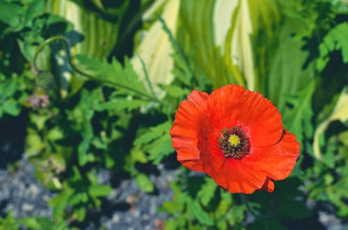 Kostnadsfri bild av blomfotografi, blomning, gröna växter