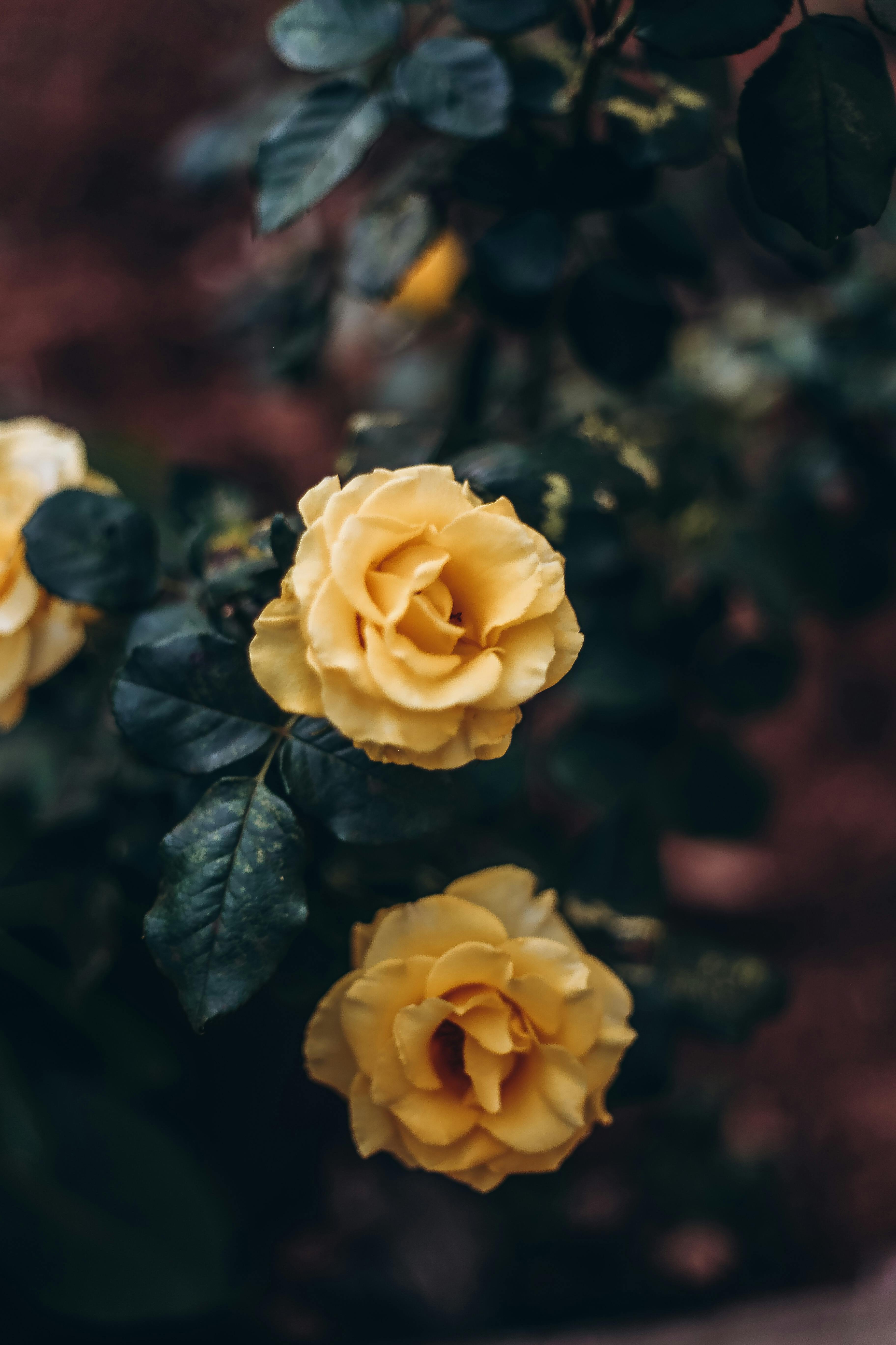 958 127 以上の無料美しい花画像