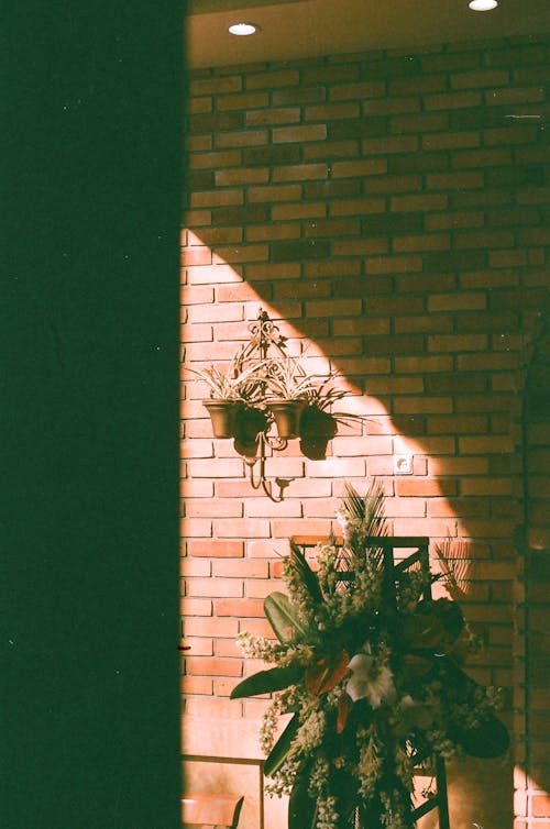 Green Plants on Brown Brick Wall