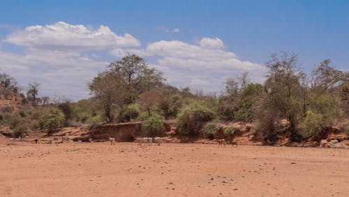 Dry Riverbed