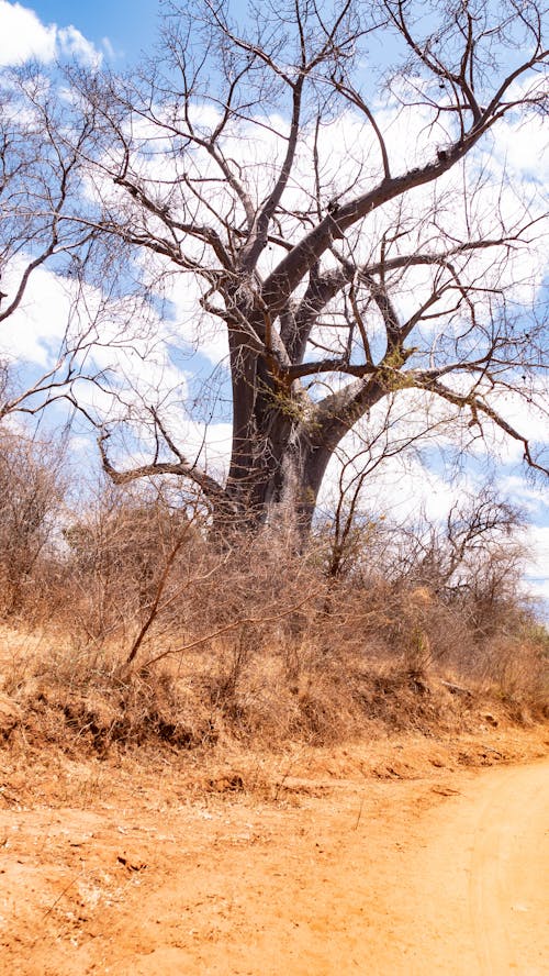 Baobab