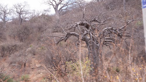 Baobab