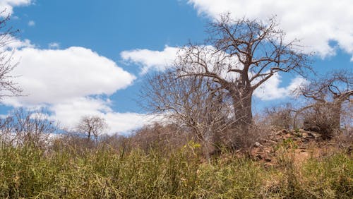 Baobab Tree