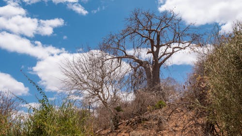 Baobab Tree