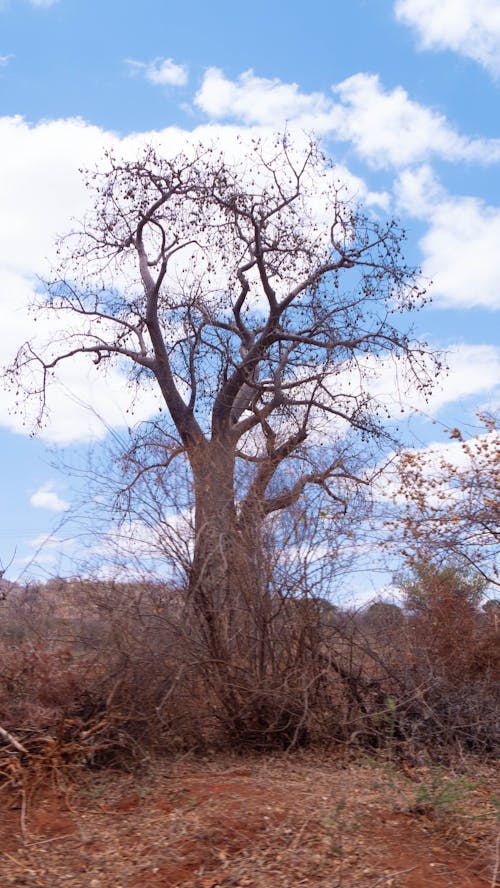 Baobab