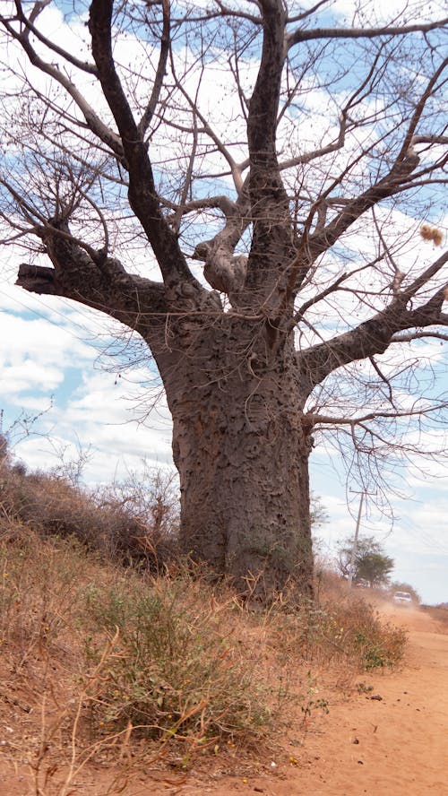 Baobab