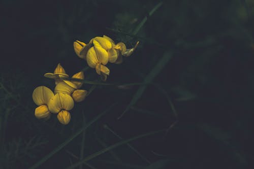 Çiçekler, çiçekli bitki, çim içeren Ücretsiz stok fotoğraf