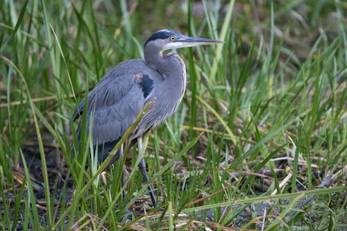 Blue Heron Standing on Grass Field