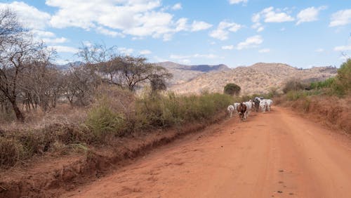 Cattle on a dust road