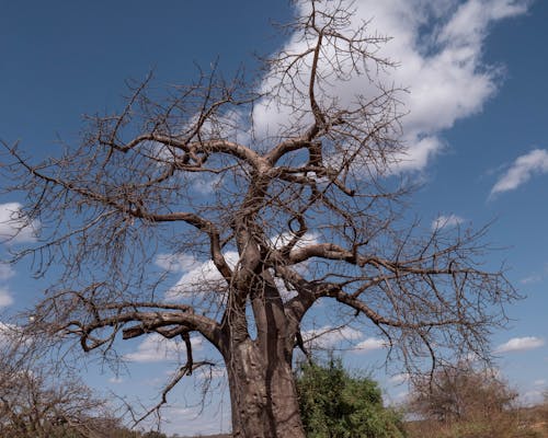 Baobab