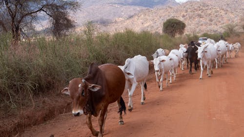 Cattle on a dust road