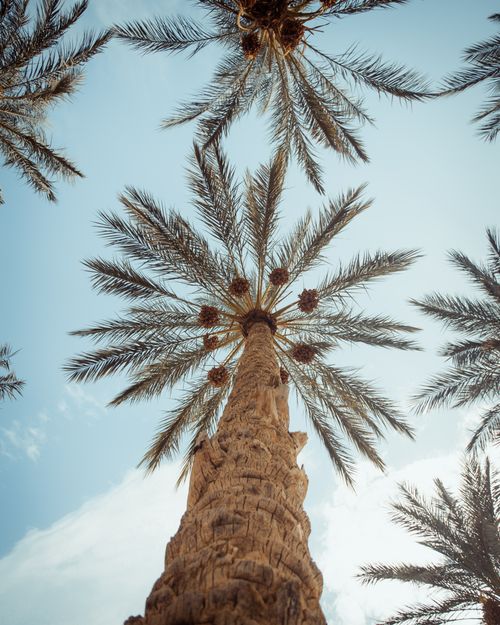 Free Stunning low-angle shot of date palm trees against a clear blue sky in Biskra, Algeria. Stock Photo