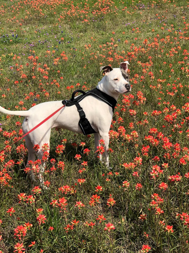 Dog In Harness Standing In Field Of Red Flowers