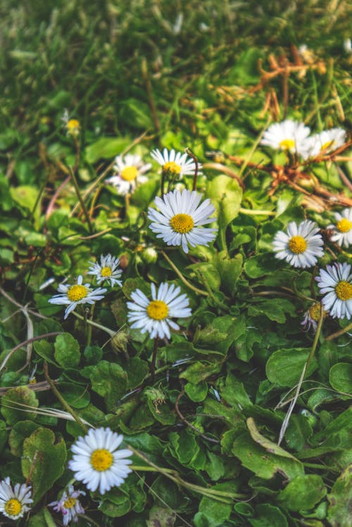 Green Leaves and White Daisies