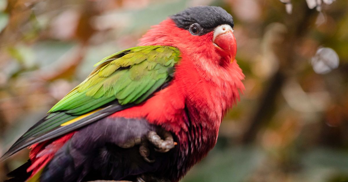Close-up of a colorful purple-bellied lory perched on a branch.