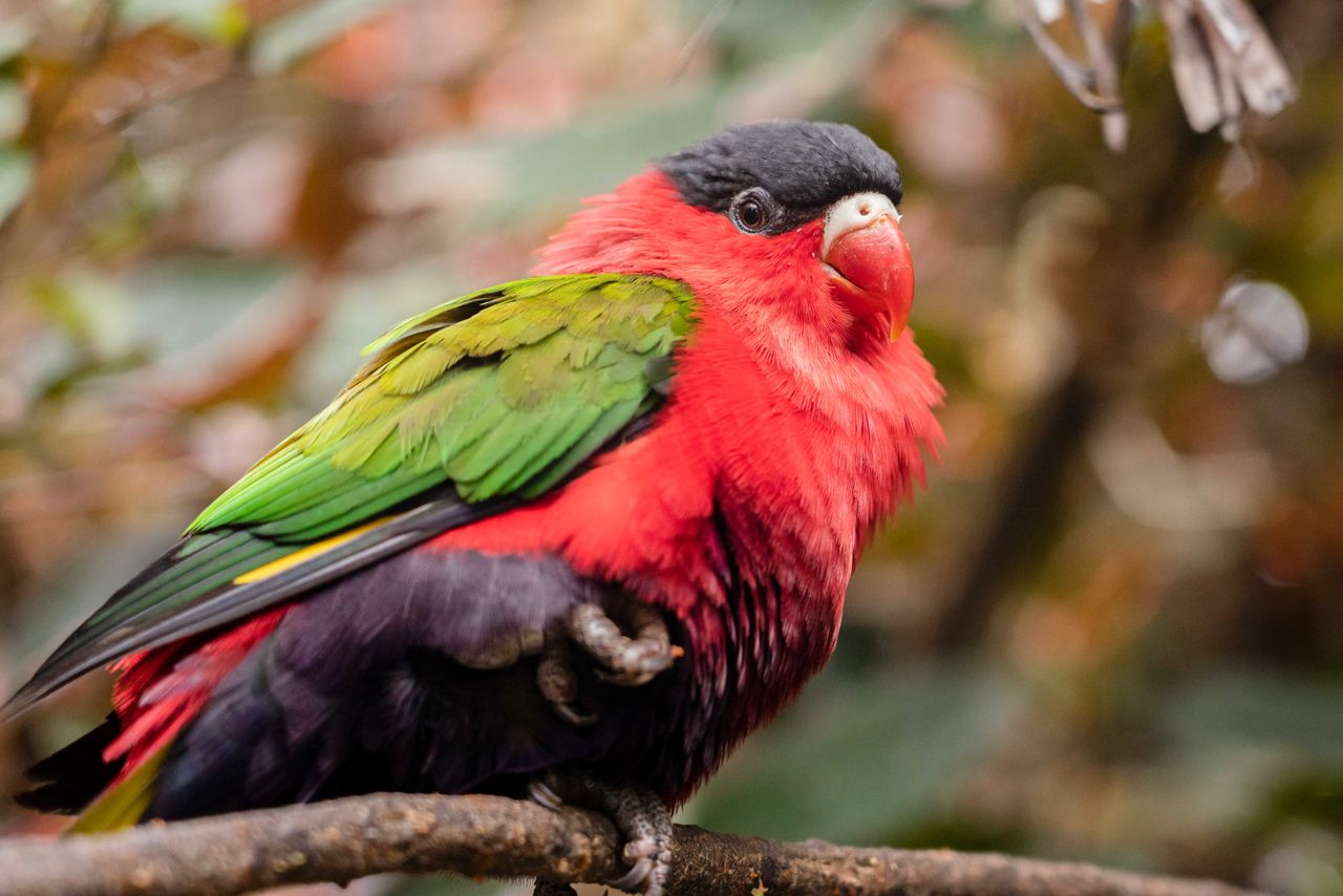 close up of a colorful purple bellied lory perched on a branch
