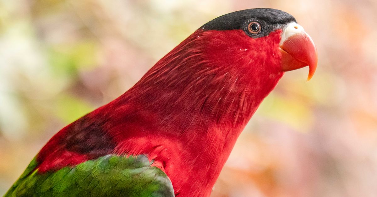 Colorful close-up of a Purple-naped Lory showing vivid red and green feathers.