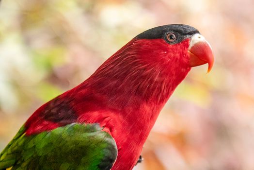 Colorful close-up of a Purple-naped Lory showing vivid red and green feathers.