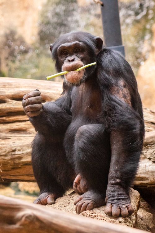 Free Close-up of a chimpanzee eating bamboo at the zoo, sitting on rocks. Stock Photo