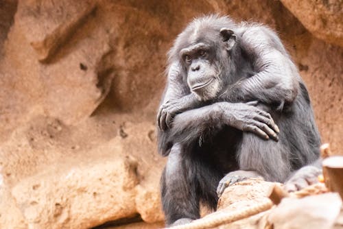 Chimpanzee Sitting on Rocks