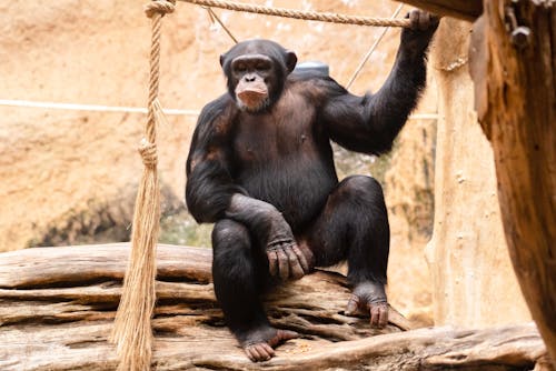 Foto profissional grátis de animal, cabeludo, chimpanzé