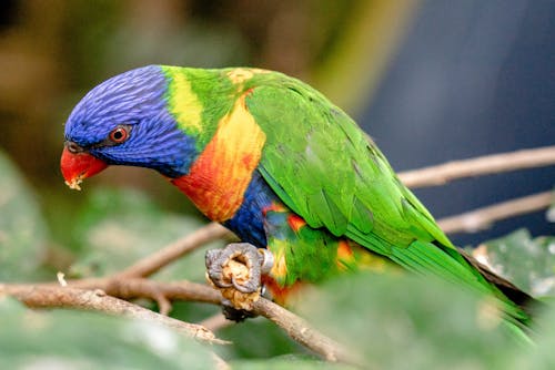 A Parakeet Perched on Brown Tree Branch