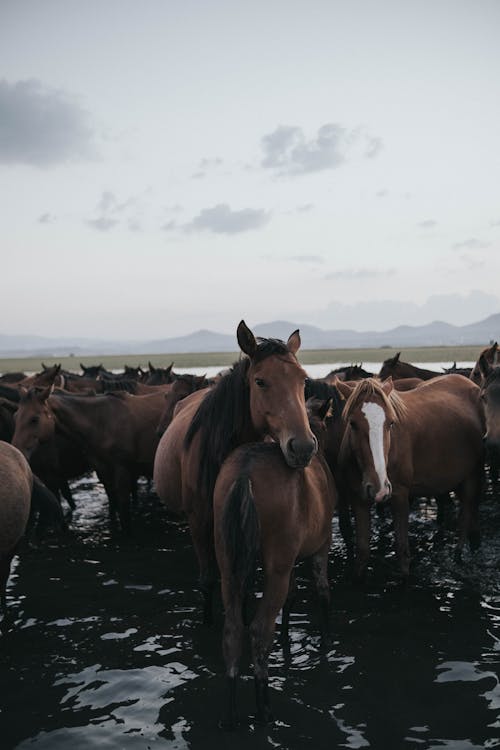 Free Horses on Water Stock Photo