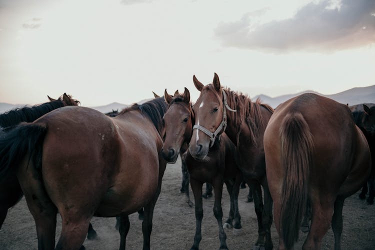 Brown Horses On The Field