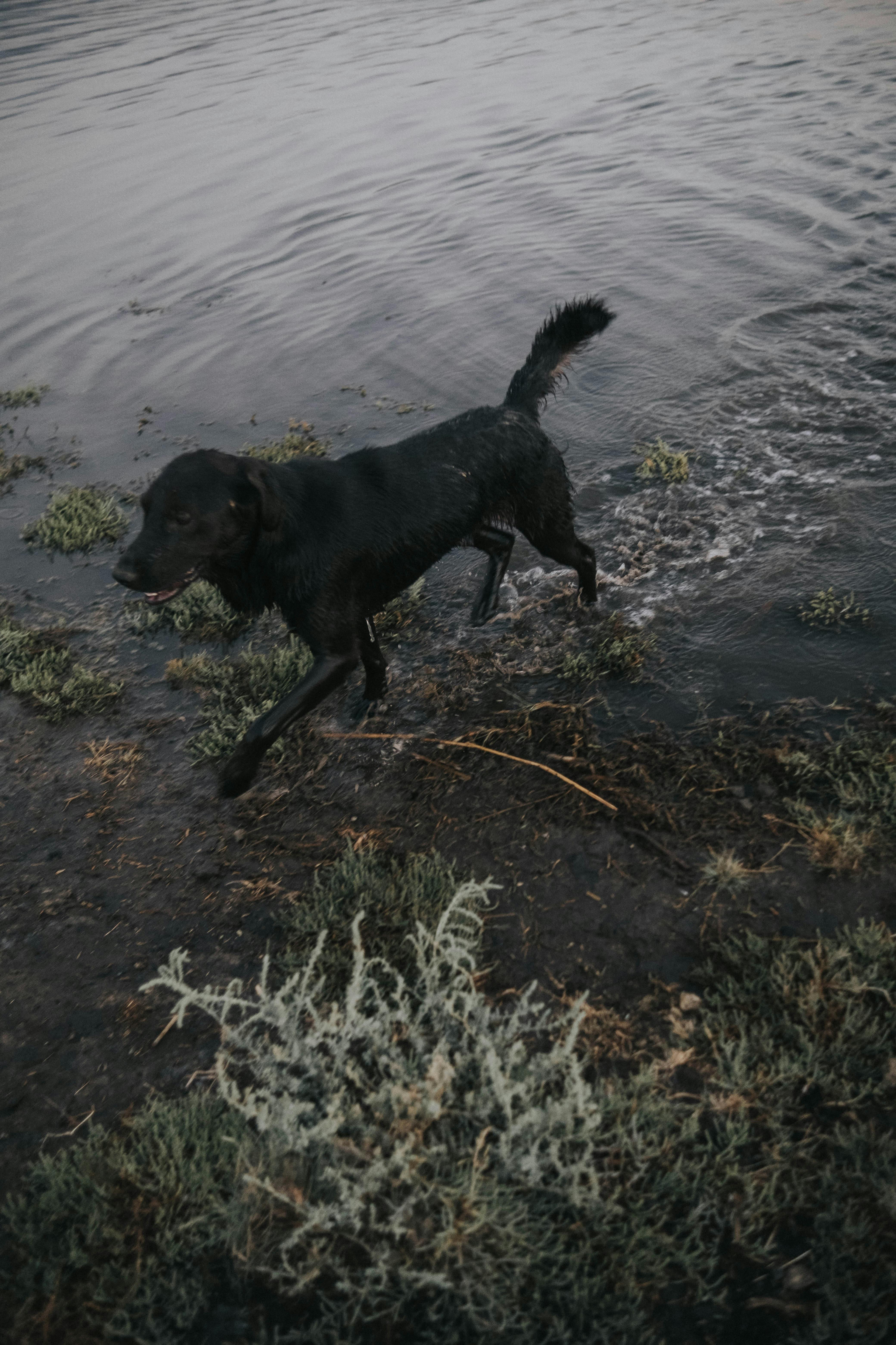 Black Labrador running energetically along a lakeside in summer heat