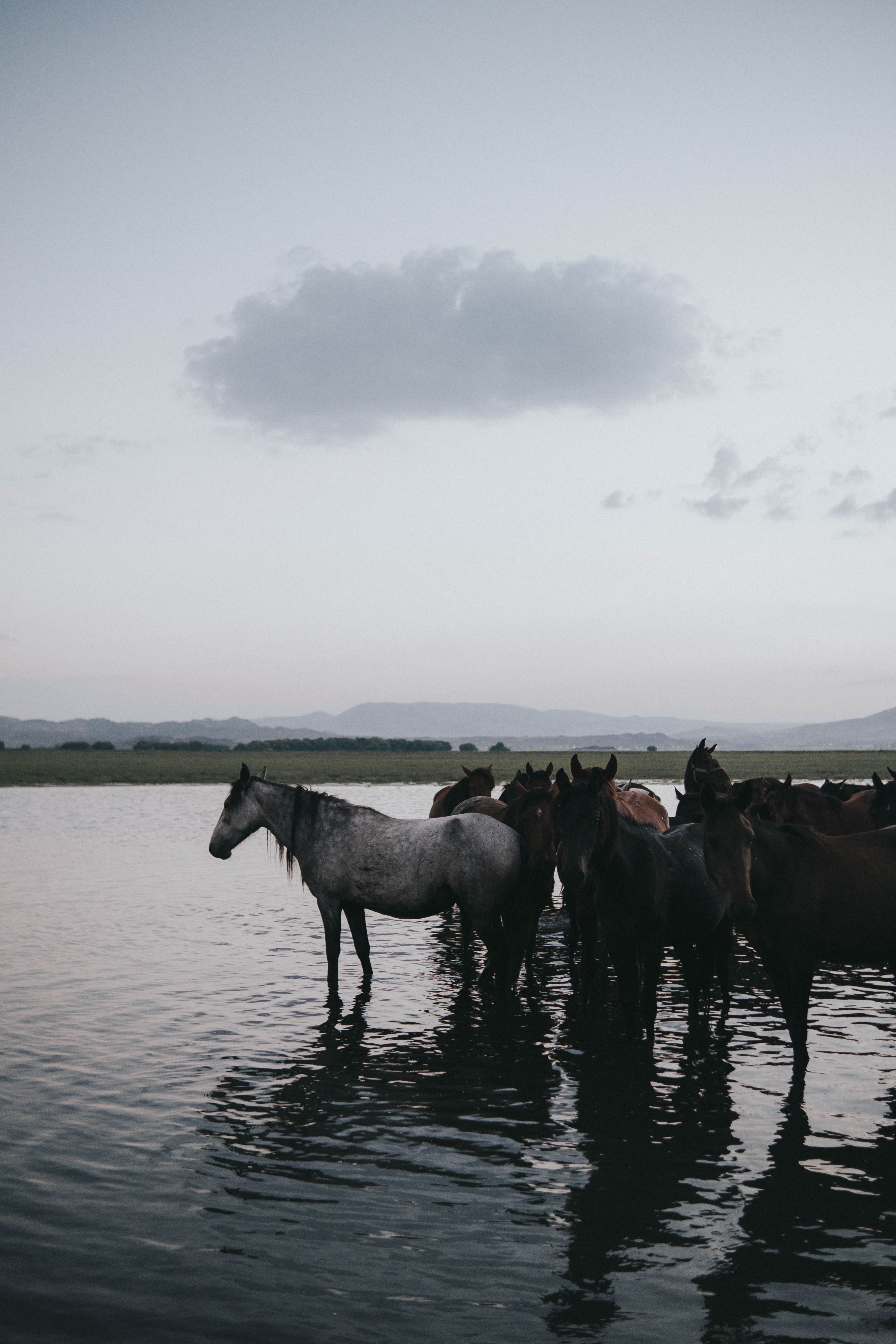 Group of horses standing in calm water during twilight. Serene wildlife photography.