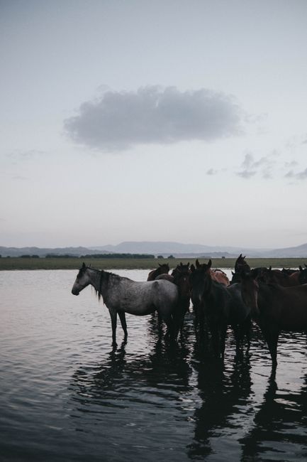 Group of horses standing in calm water during twilight. Serene wildlife photography.