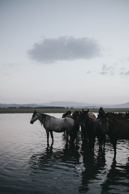 Free A Herd of Horses on Water Stock Photo