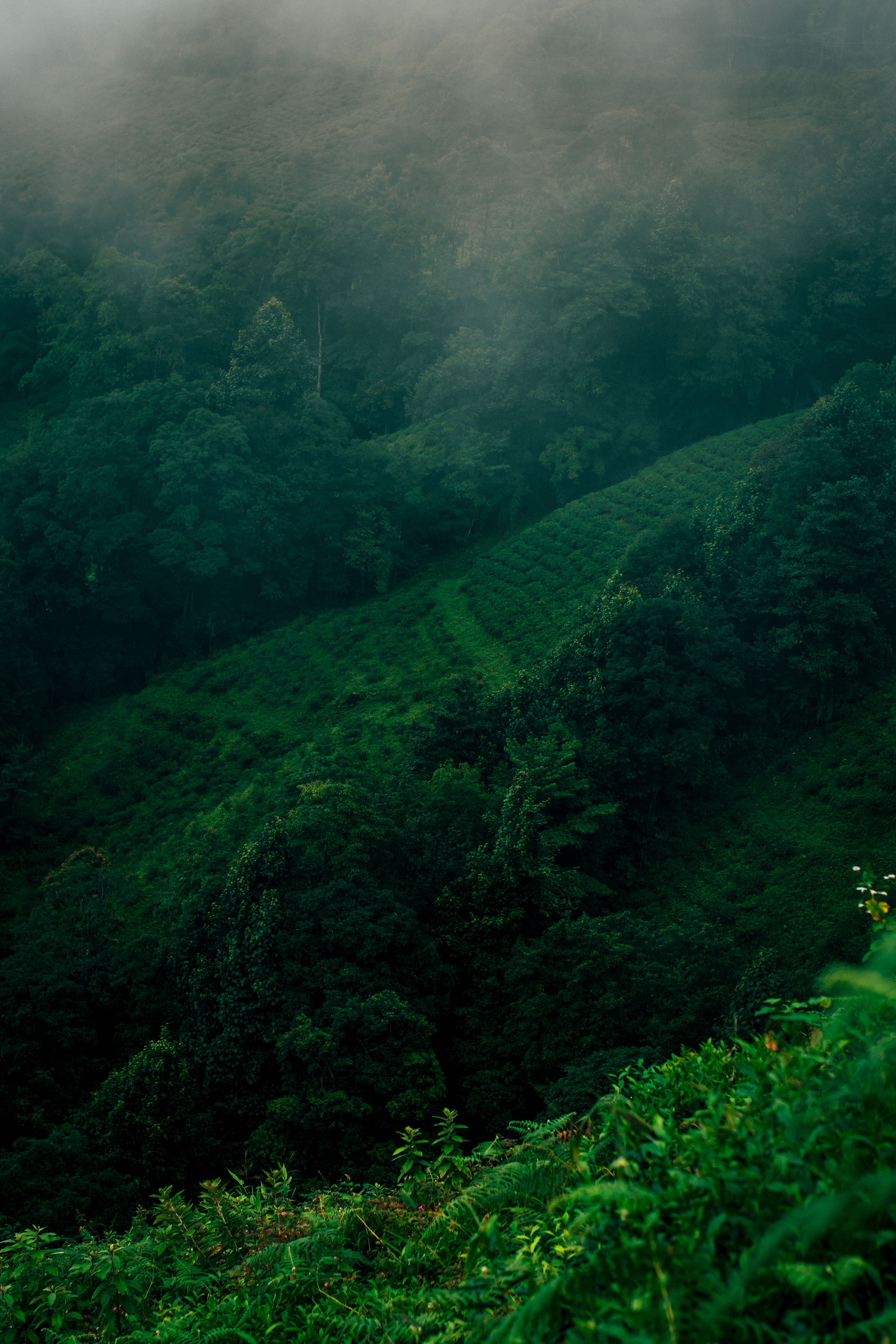 Green hills wrapped in mist &mdash; photo by Kunal Jpeg on Pexels