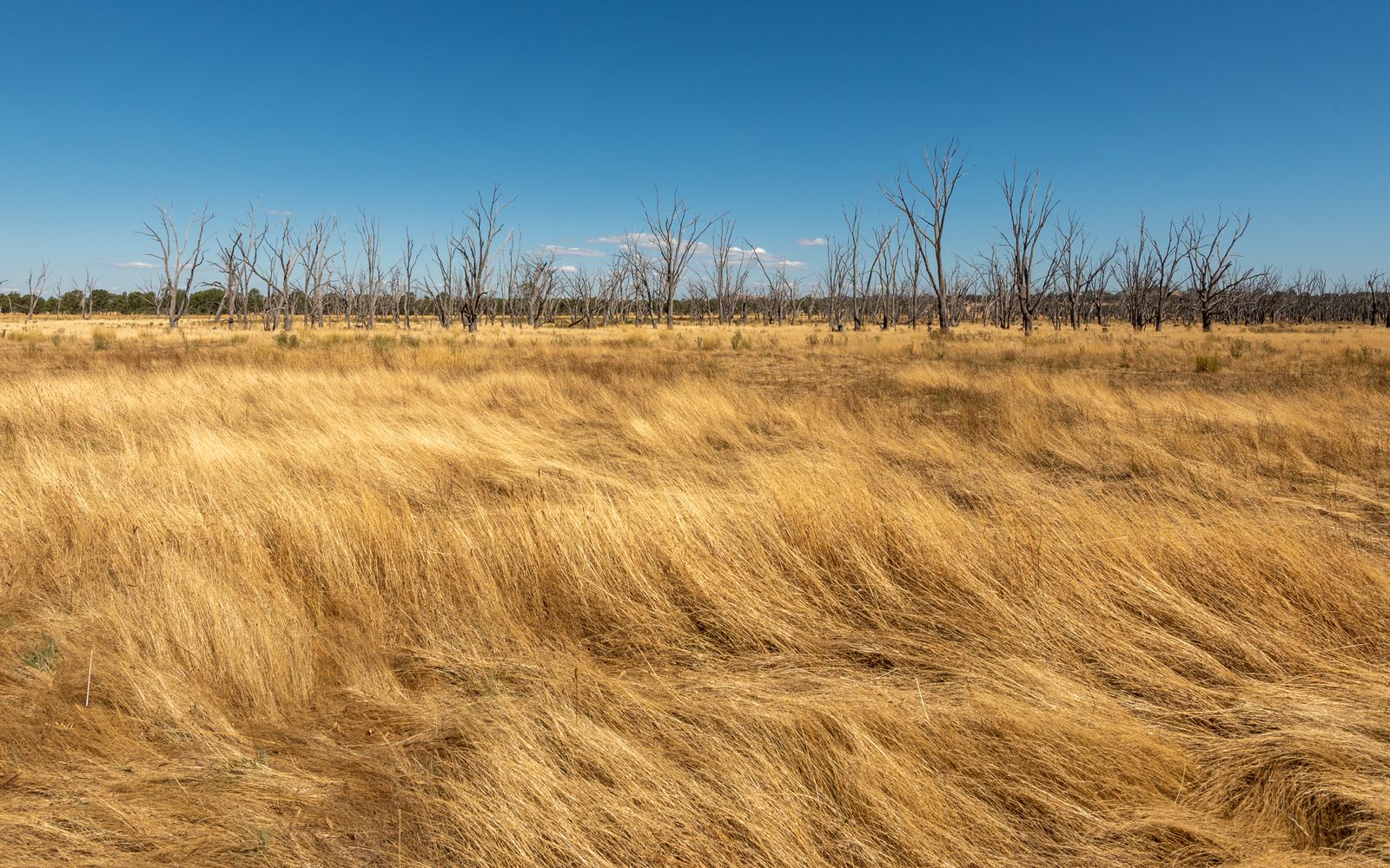 Dry grassland and bare trees under a clear blue sky during a drought