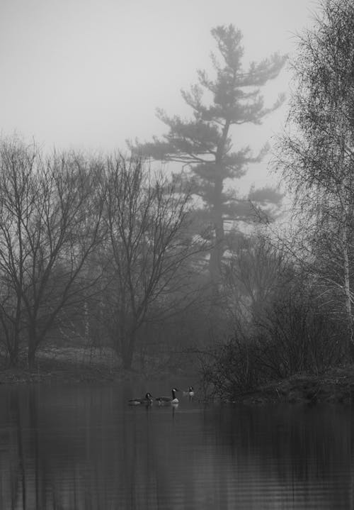 Ducks on the Lake with Bare Trees
