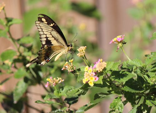 Free Close-up of a Swallowtail butterfly feeding on lantana flowers in a garden setting. Stock Photo