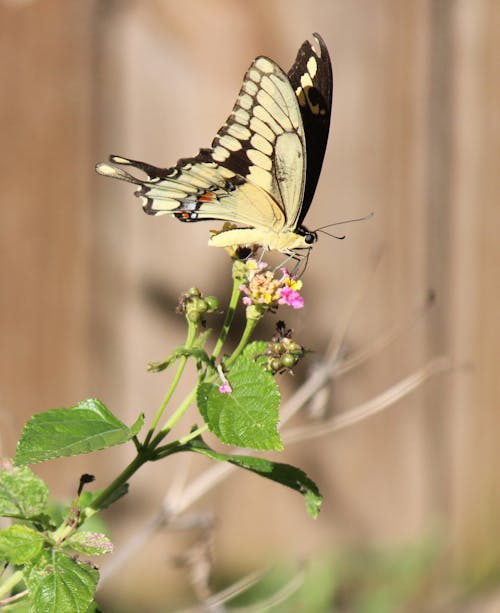Close Up Shot of a Giant Swallowtail