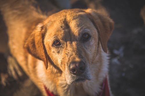 Fotografi Close Up Golden Retriever Dewasa