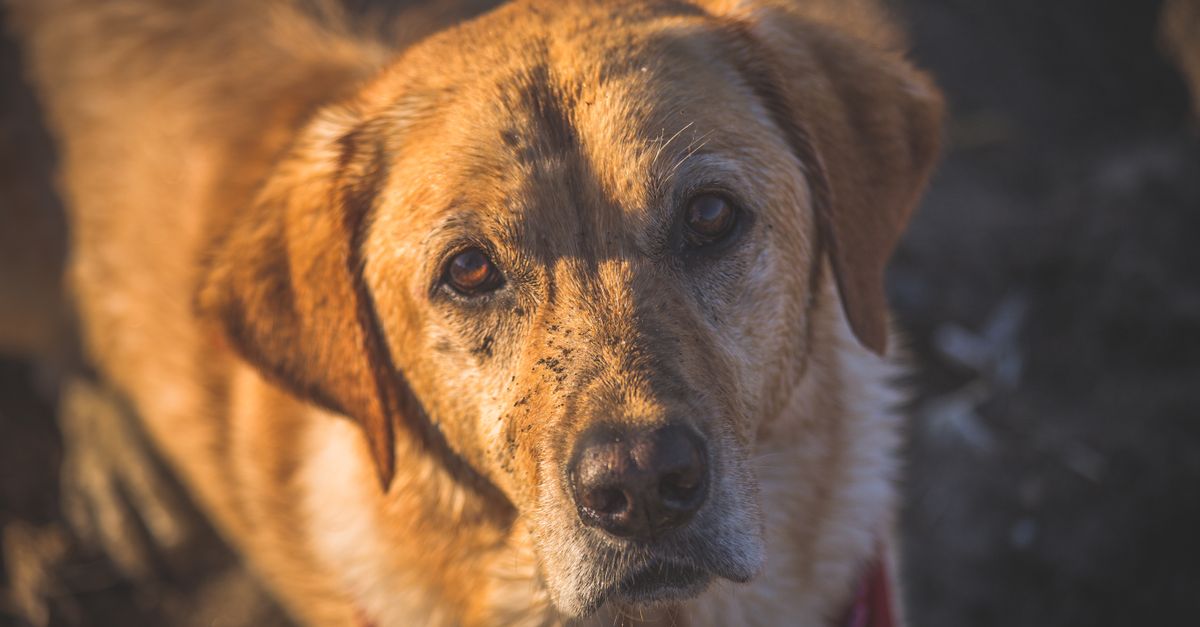 How Expensive Is Dog Care in Canada? A First-Time Sitter's Guide to Earning and Saving