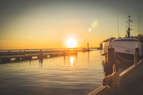 Free stock photo of boat, calm waters, dock