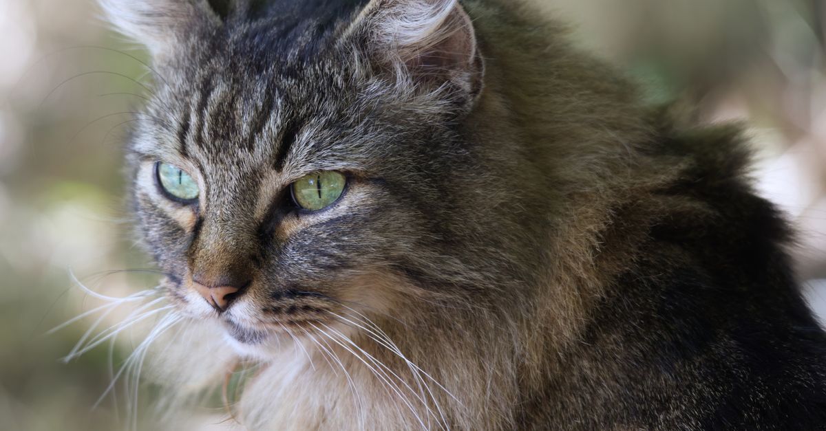 Chat Maine Coon : Guide Complet Race et Soins