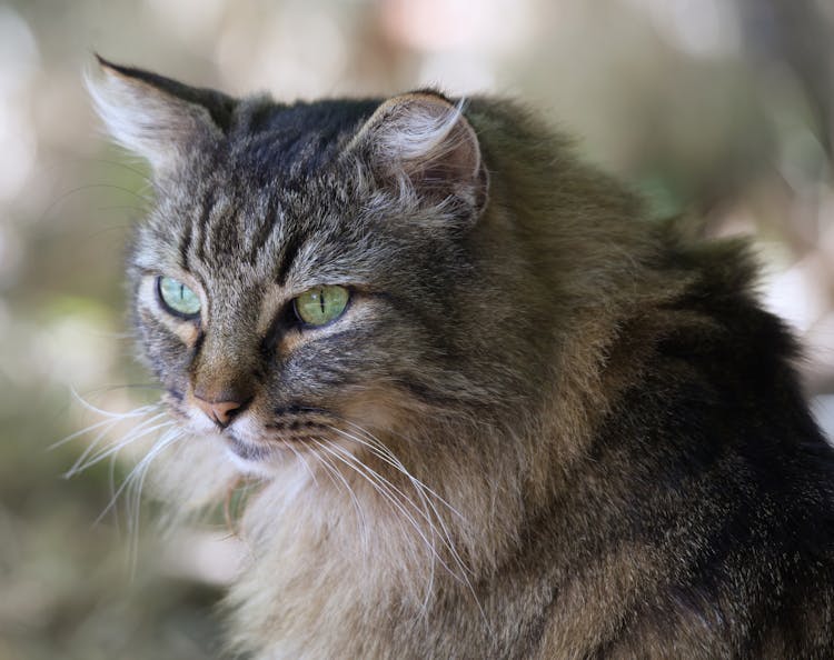 Close Up Shot Of A Cat 