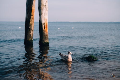 White and Gray Bird on Body of Water