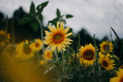 Sunflowers In Shallow Focus Lens