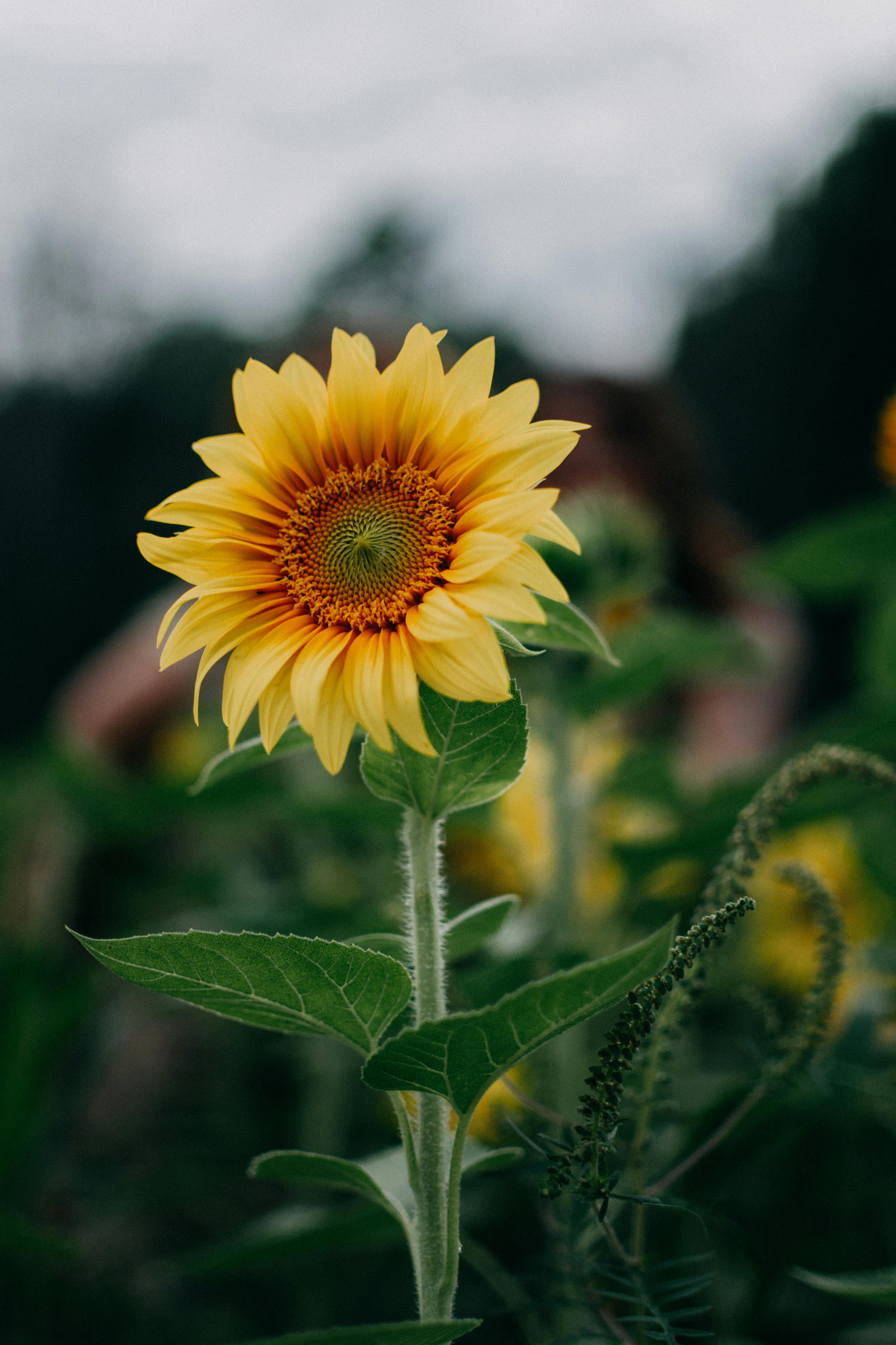 sunflower selective focus photography