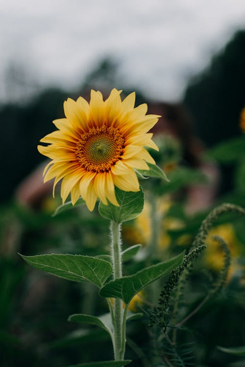 Ayçiçeği Seçici Odak Fotoğrafçılığı