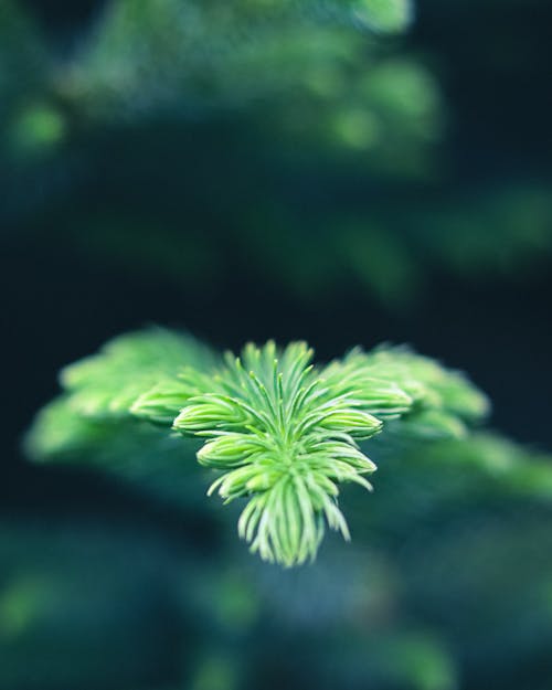 Close up of a Plant