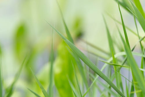 Free stock photo of blades of grass